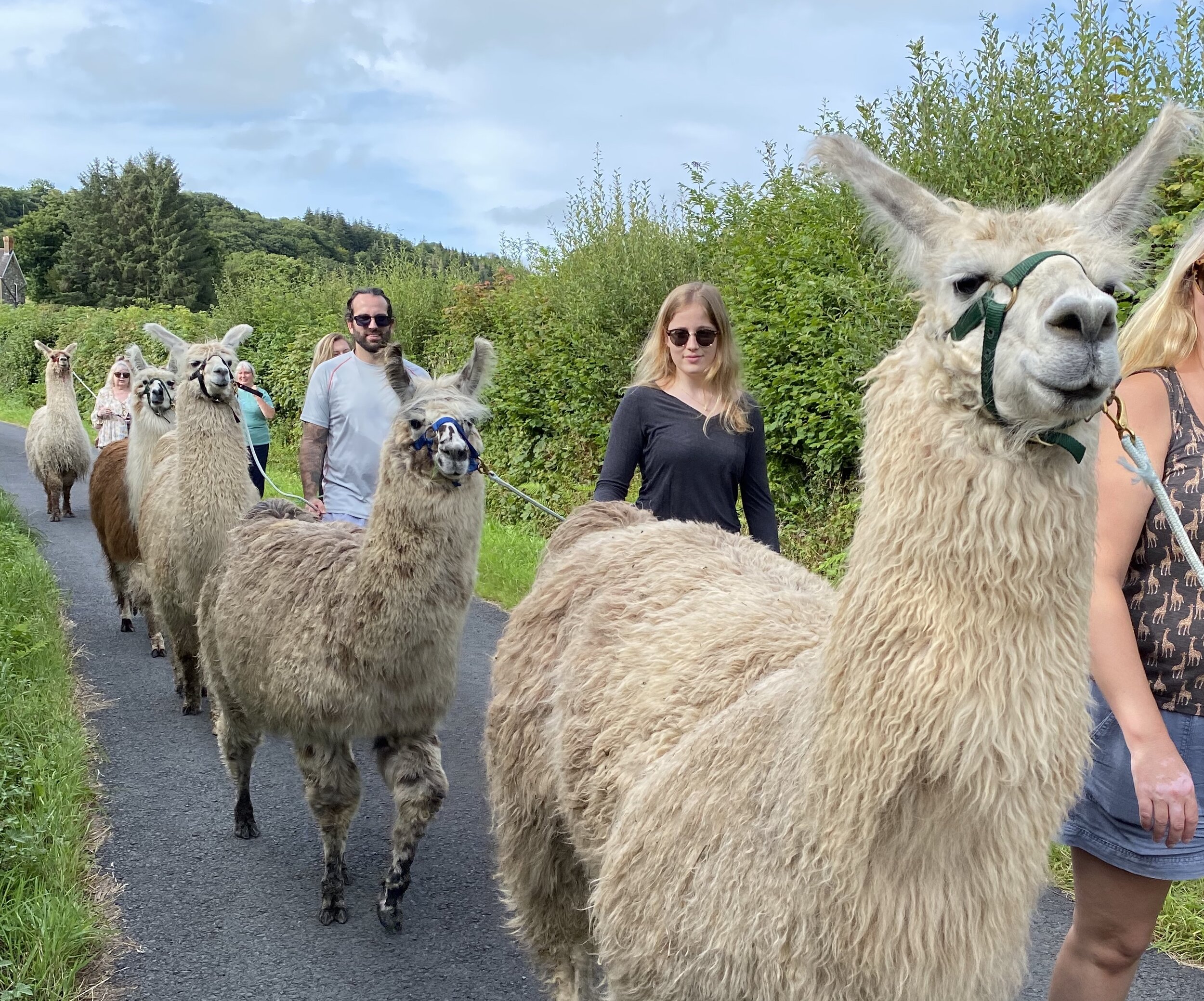 Llama trekking best sale