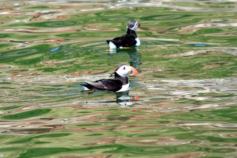 1 2 2 30 1 A pair of Puffins swimming just off the Anglesey coast