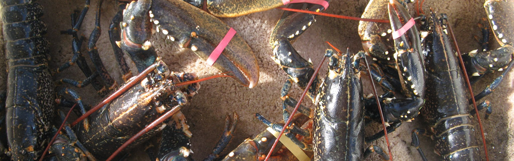 lobster01