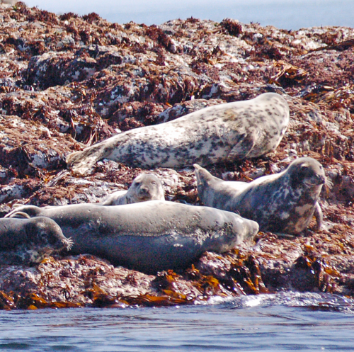 seals hauled out 2